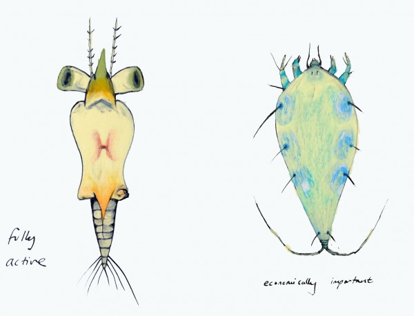 2 hand-drawn microfauna in bright colours with handwritten text descriptions by their side