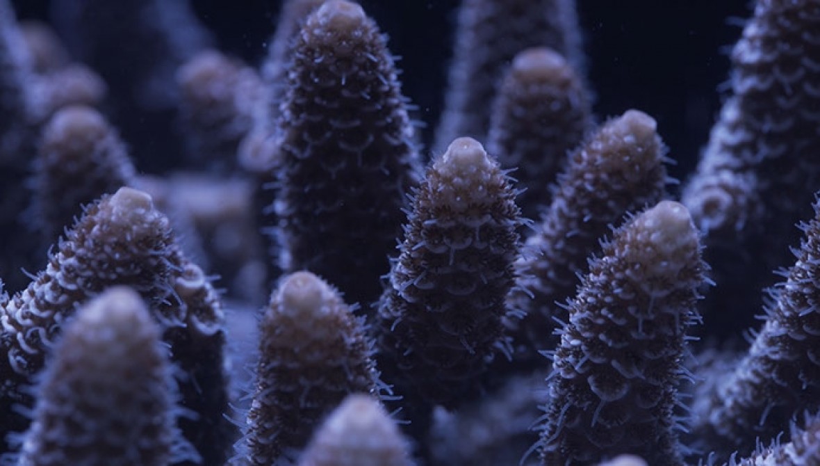 Corals image