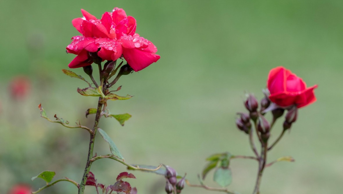 Two deep red roses against a green background.
