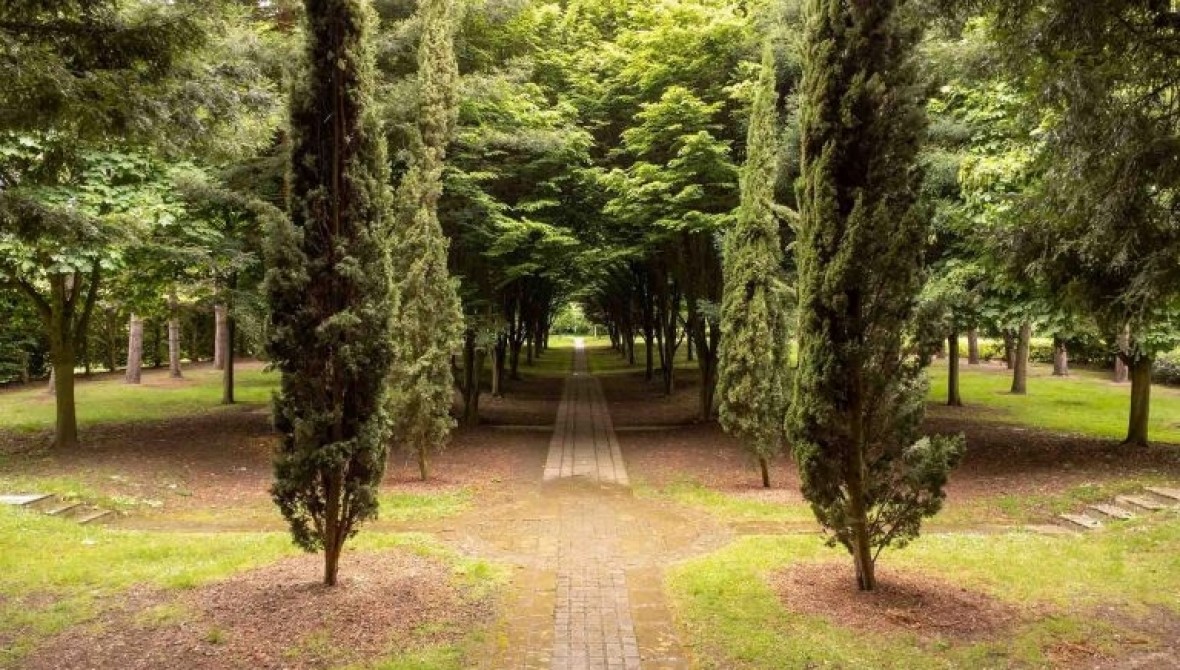 tree-cathedral-walk_media-768x439