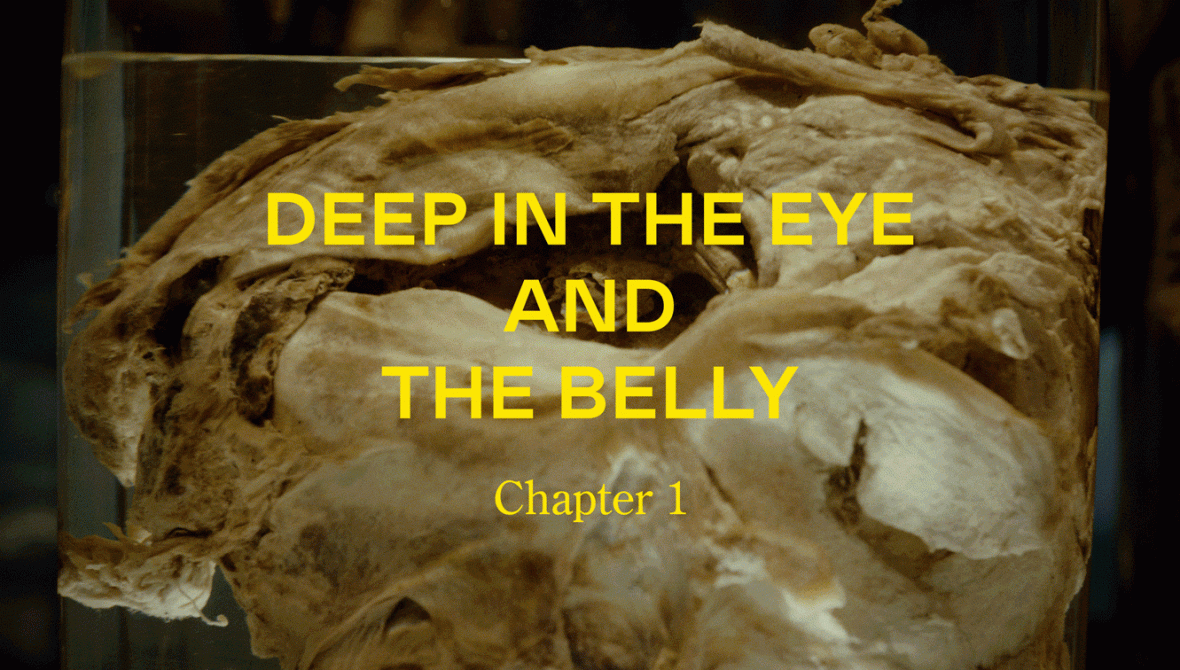 A video still of unidentified belly fat from an animal. Yellow text overlayed reads DEEP IN THE EYE AND THE BELLY Chapter 1